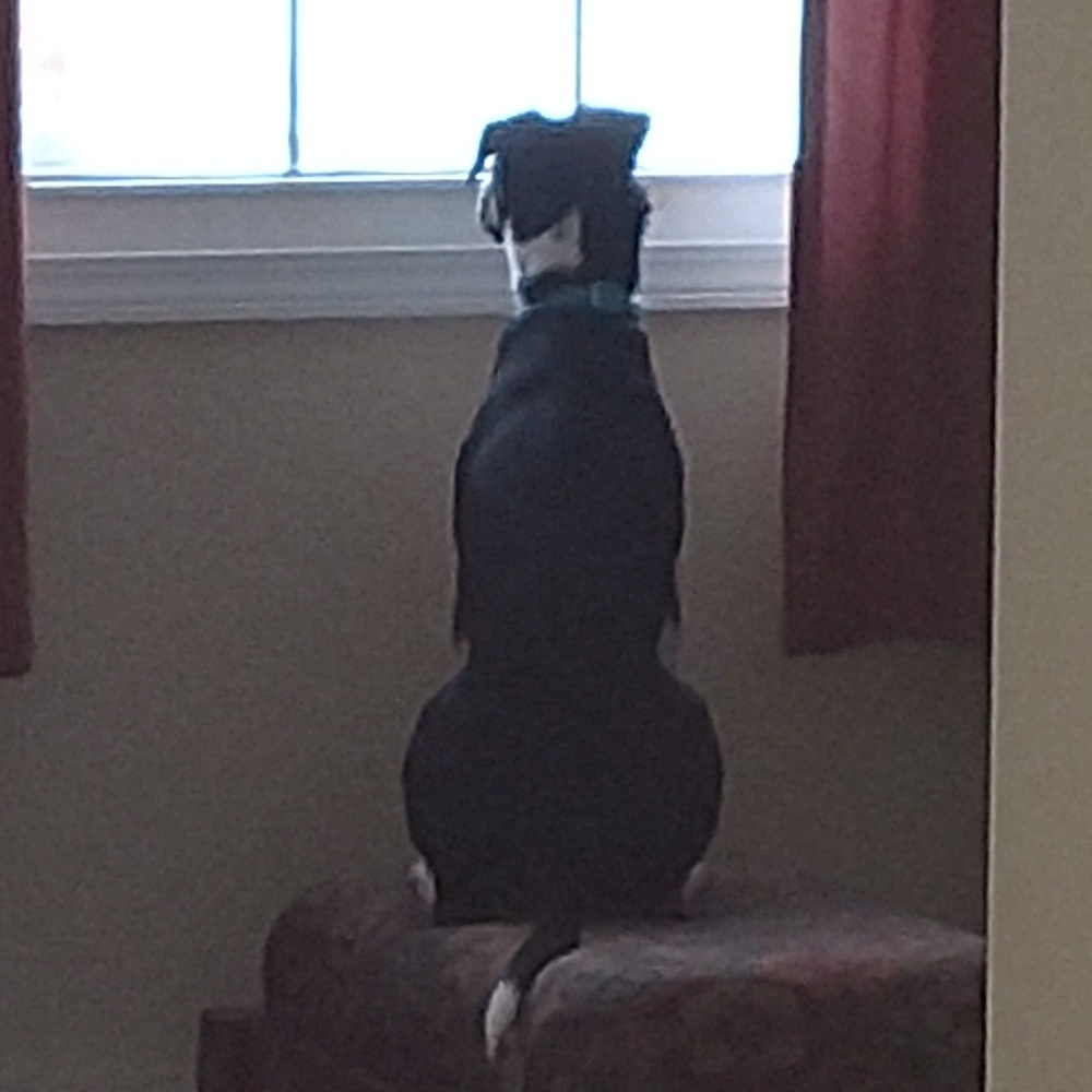 Meet your Posher, Sandy